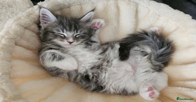Maine Coon cats - Advert 2