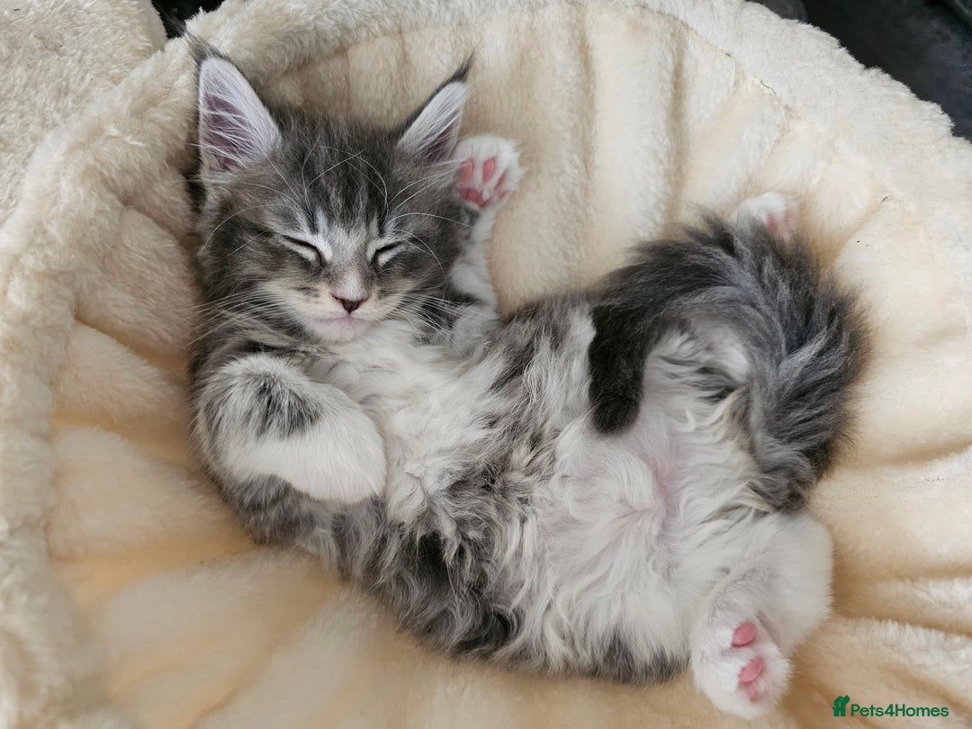 Maine Coon cats for sale: 4 beautiful maine coon kitten  - Image 1