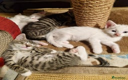 Siamese cats for sale: Siamese /balinese cross kittens - Image 19