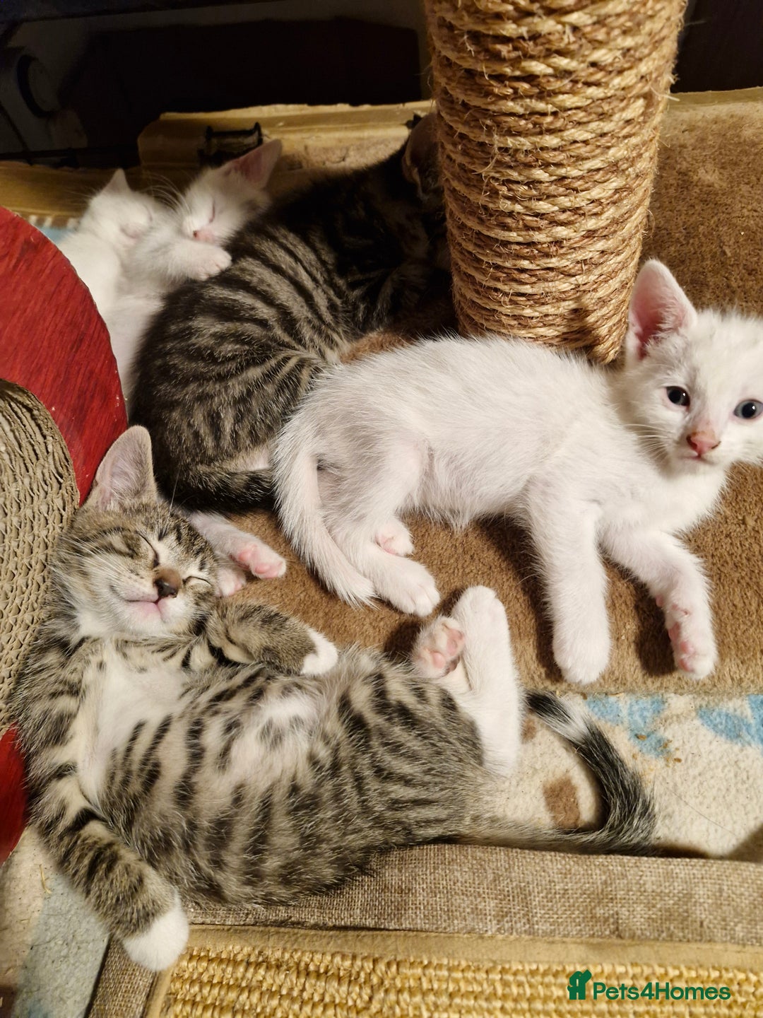 Siamese cats for sale: Siamese /balinese cross kittens - Image 19