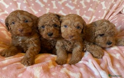 Cavapoo dogs for sale: Beautiful cavapoo puppy’s  in Ashford - Image 1