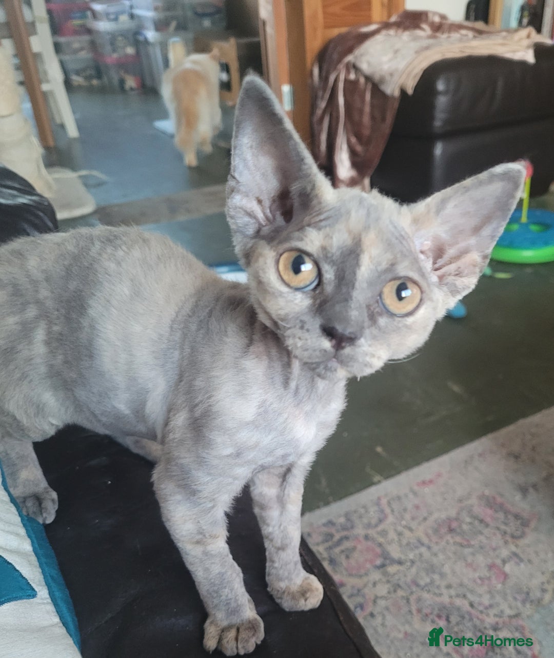 Devon Rex cats for sale: Beautiful GCCF Devon Rex kittens - Image 6