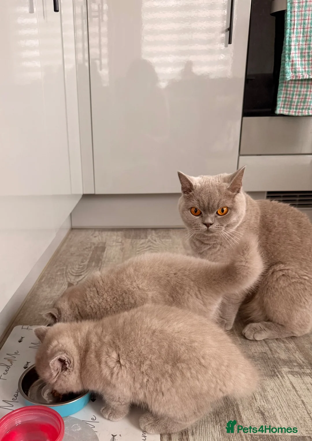 British Shorthair cats for sale: GCCF British shorthair kittens in Stowmarket - Advert 10