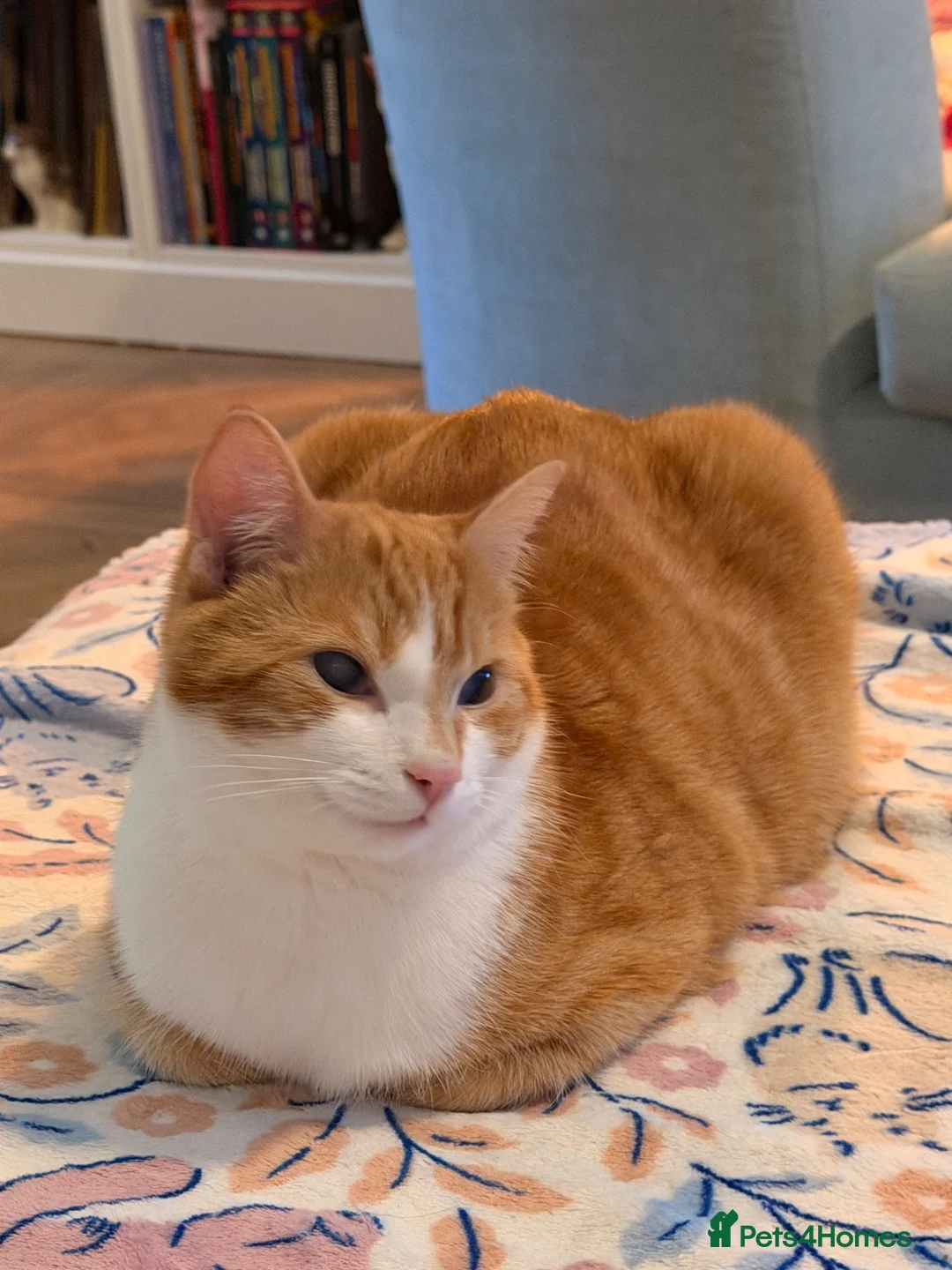 Mixed Breed cats for sale: Lovely Toast - Please Read Description  - Advert 2