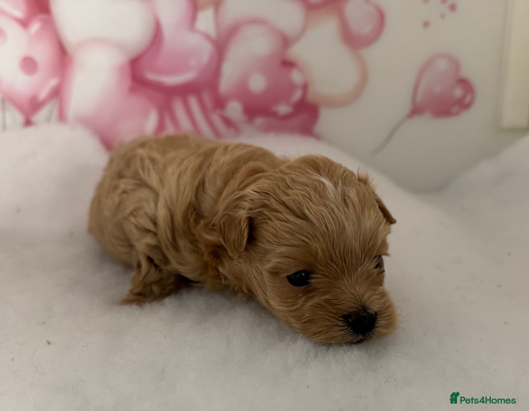 Maltipoo dogs for sale: Two boys left to reserve  - Advert 6
