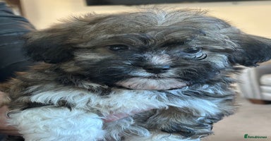 Havanese dogs Three beautiful Havanese  - Advert 12