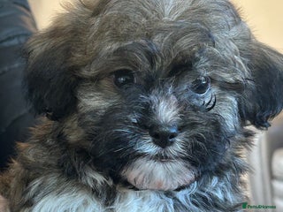 Havanese dogs Three beautiful Havanese - Advert 1