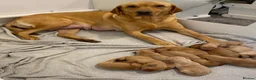 Labrador Retriever dogs for sale: KC Reg Labrador Retriever Puppies  - Advert 10