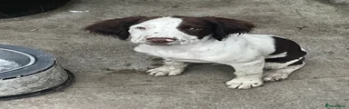 English Springer Spaniel 2