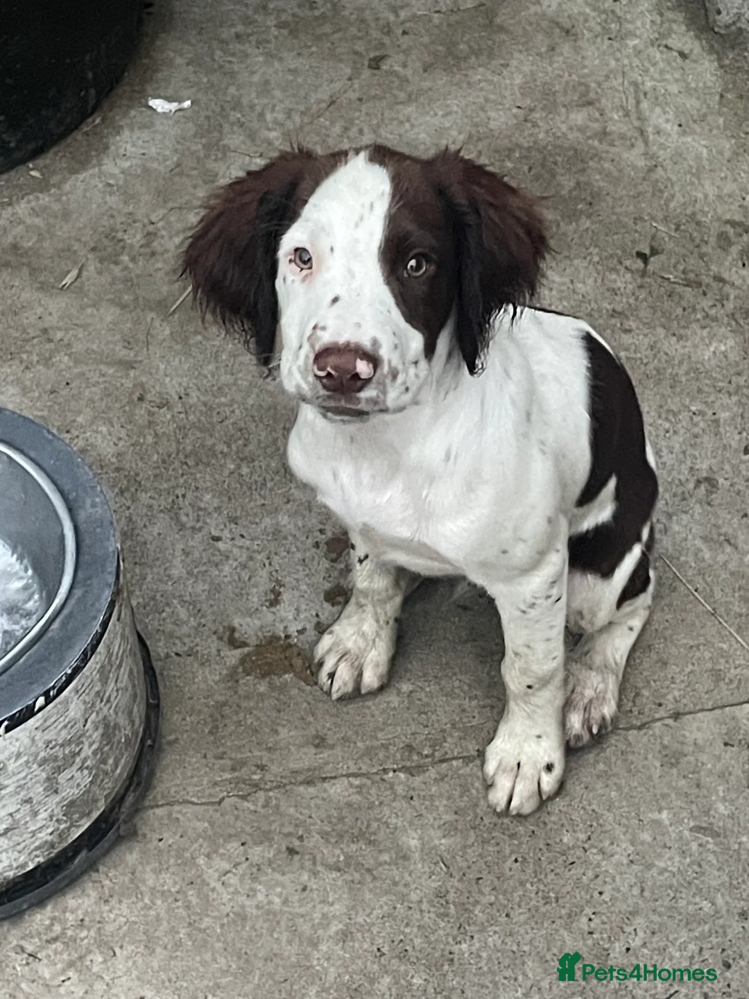 English Springer Spaniel dogs for sale: Working KC Springer Spaniel Pups - Advert 2