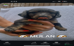Miniature Dachshund dogs for sale: Stunning miniature Daschund litter kc reg  - Image 27