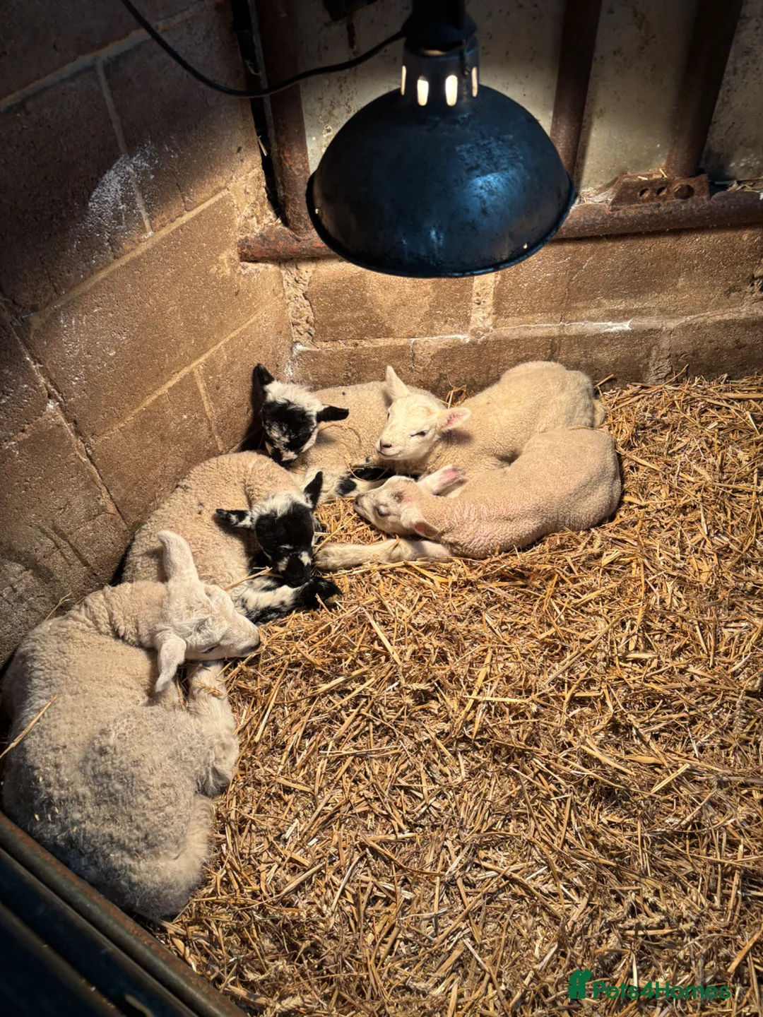 Sheep livestock for sale: Pet lambs for sale mules and texel x gimmer/wether in Bishop Auckland - Advert 3