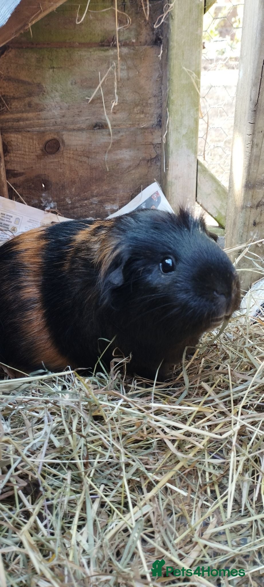 Guinea Pig rodents Three female guinea pigs looking for new home - Advert 1