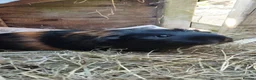 Guinea Pig rodents for sale: Three female guinea pigs looking for new home in Axminster - Advert 1