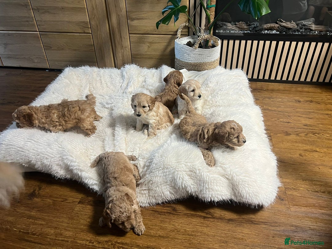 Cockapoo dogs for sale: Six Little Cockapoo Stars Ready to Shine   - Image 8