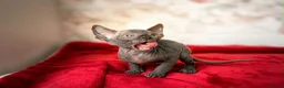 Sphynx cats for sale: Canadian sphynx kittens  - Advert 36
