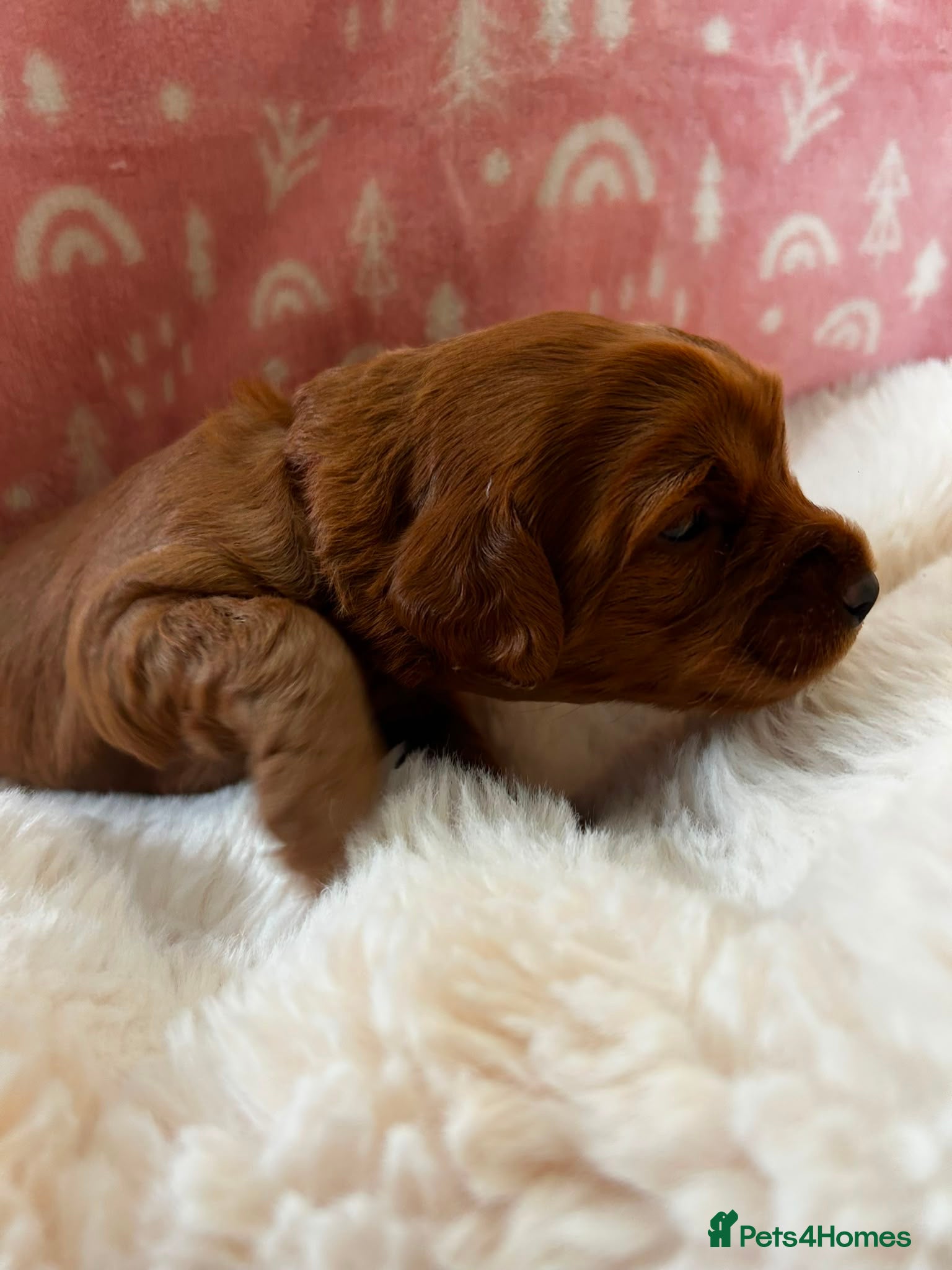 Australian Labradoodle dogs Multigenerational Australian Labradoodle puppies  - Advert 2