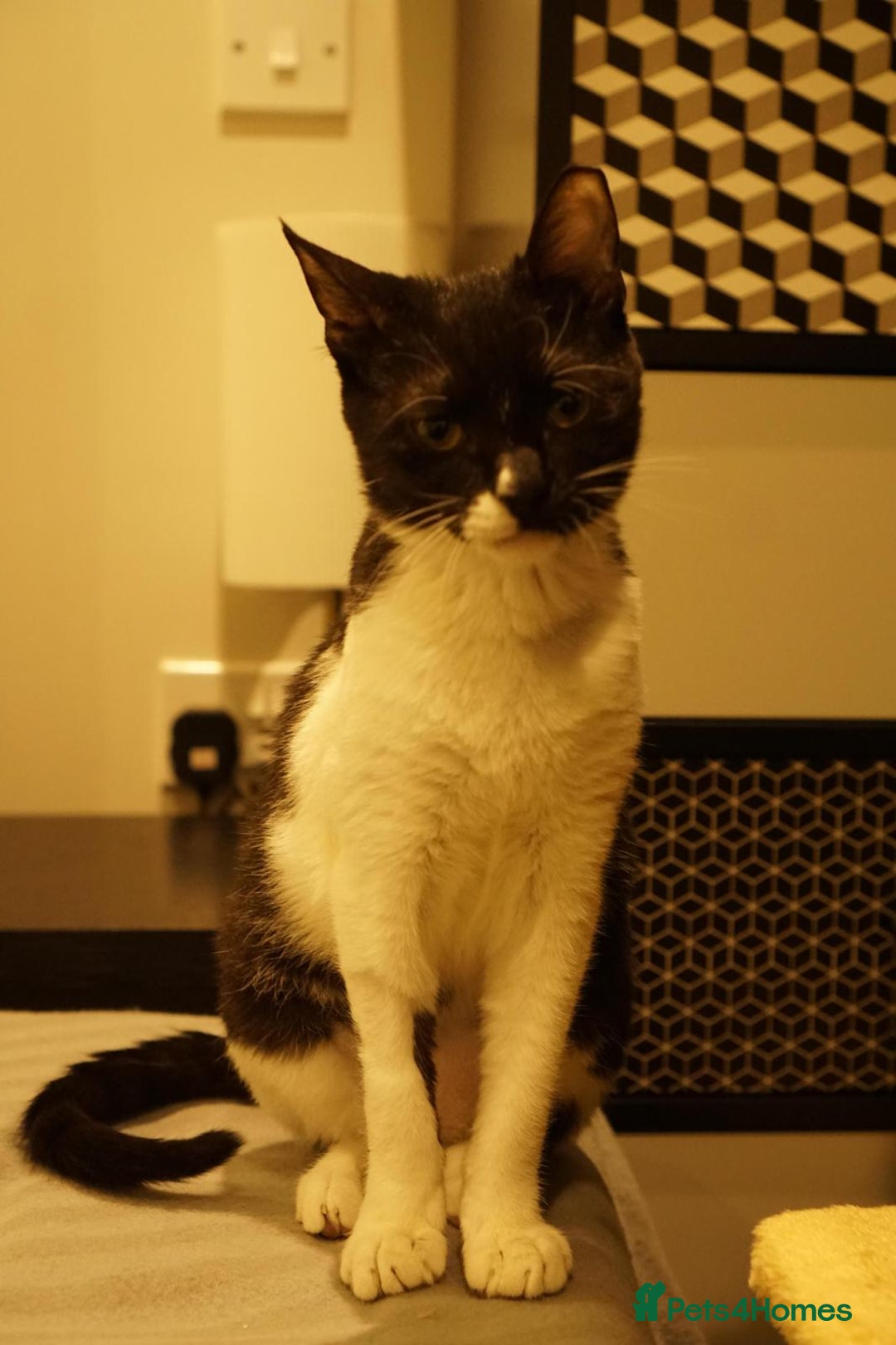 Mixed Breed cats for adoption: DAISY - SOFT GENTLE SPAYED KITTEN USED TO DOG - Advert 8