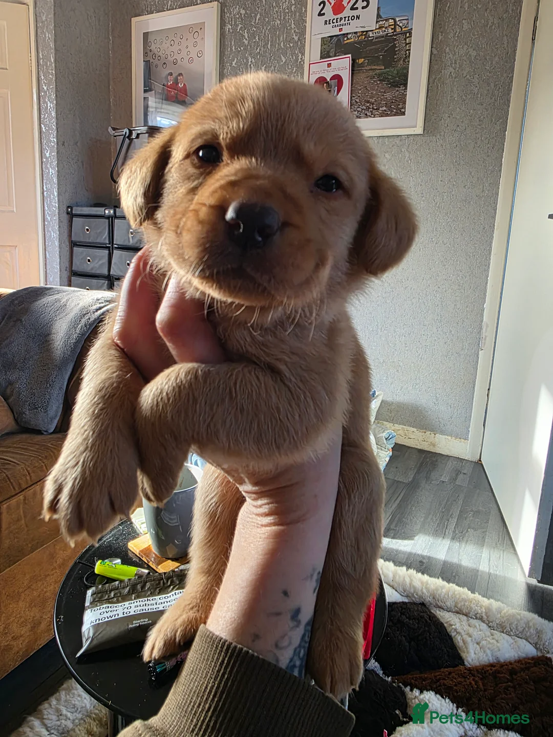 Labrador Retriever dogs for sale: 8 labrador puppies for sale  - Advert 3