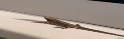 Bearded Dragon reptiles for sale: Bearded dragon  - Advert 2