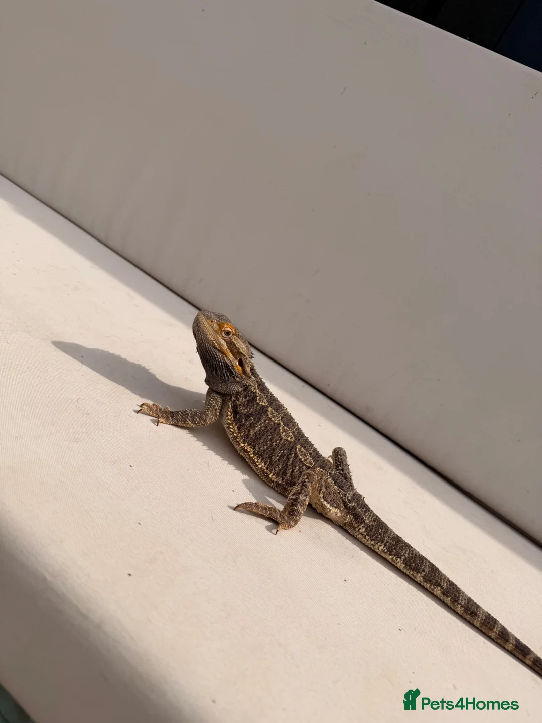 Bearded Dragon reptiles for sale: Bearded dragon  - Advert 2