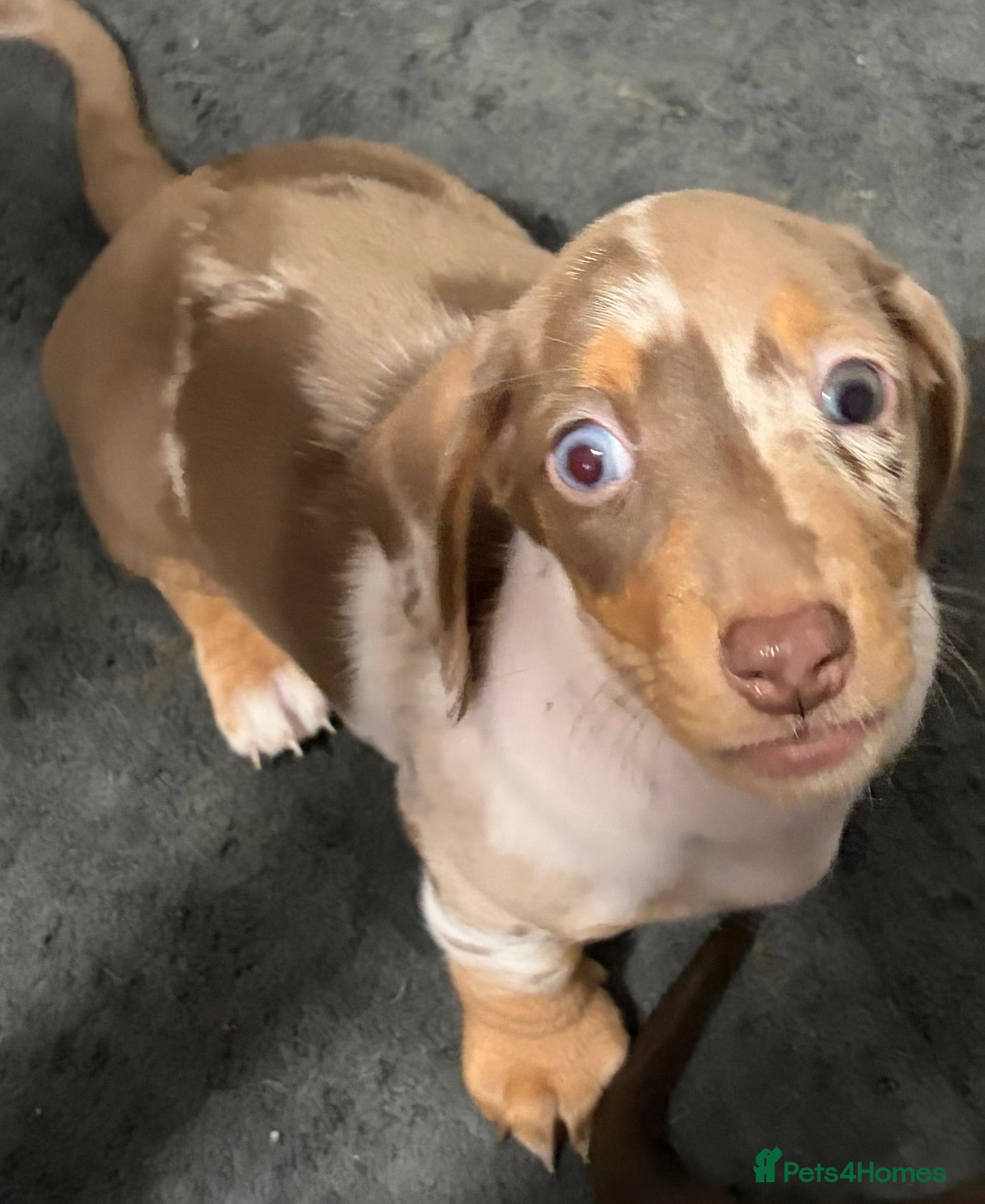 Miniature Dachshund dogs Stunning Miniature Dachshund Babies 💙🩷🩷🩷 - Advert 18