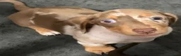 Miniature Dachshund dogs for sale: Stunning Miniature Dachshund Babies 💙🩷🩷🩷 - Advert 5