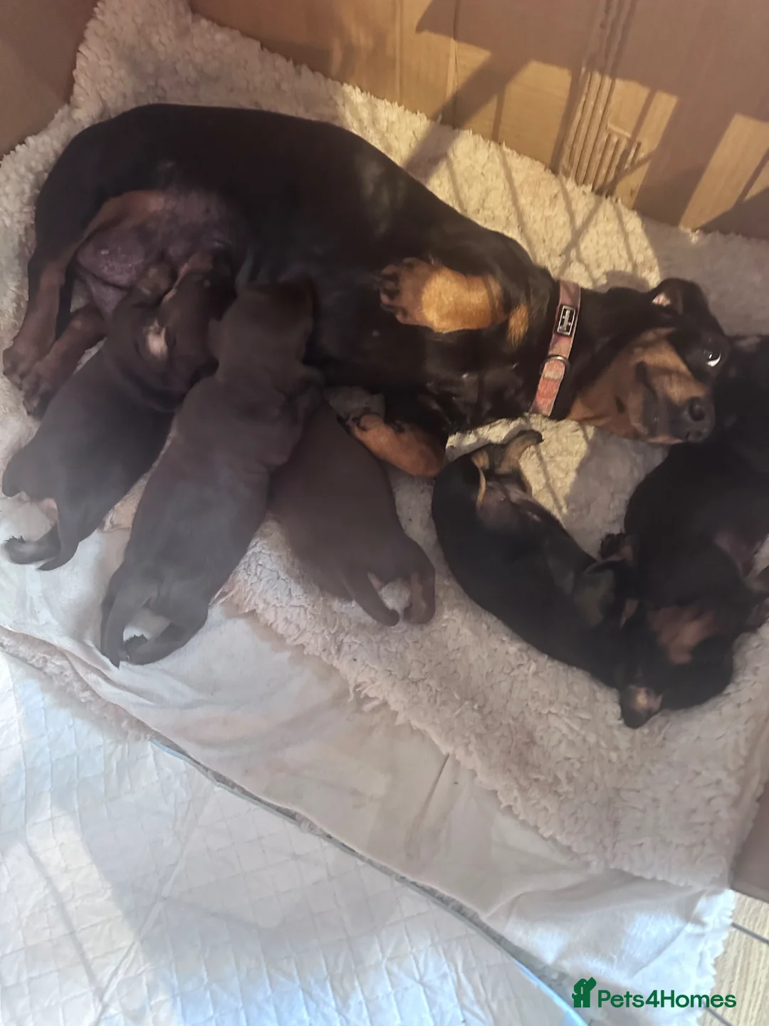 Miniature Dachshund dogs for sale: Kc Registered 5 Beautiful Dachshund Puppies  - Advert 1