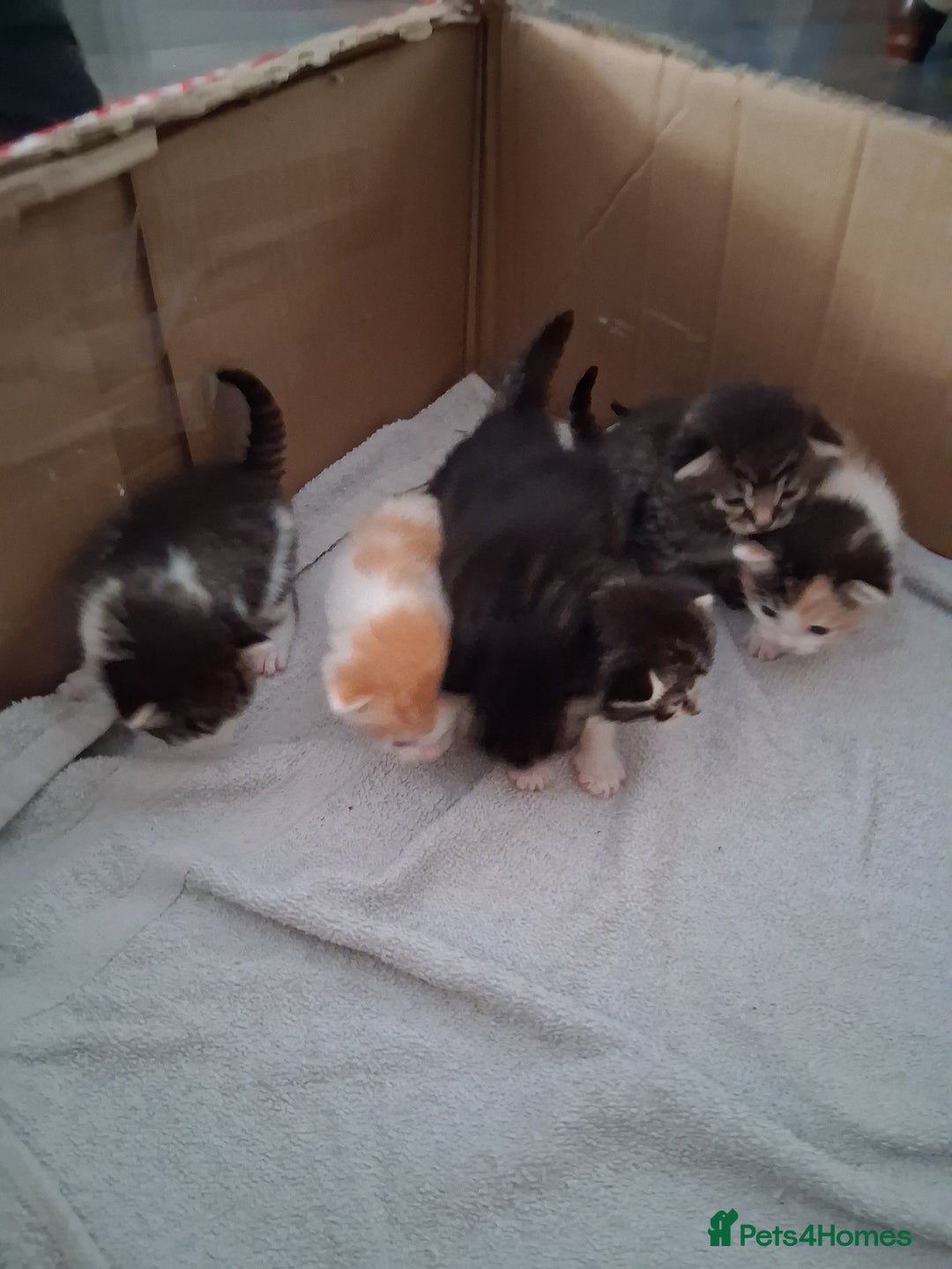 Mixed Breed cats for sale: 6 beautiful kittens - Image 6