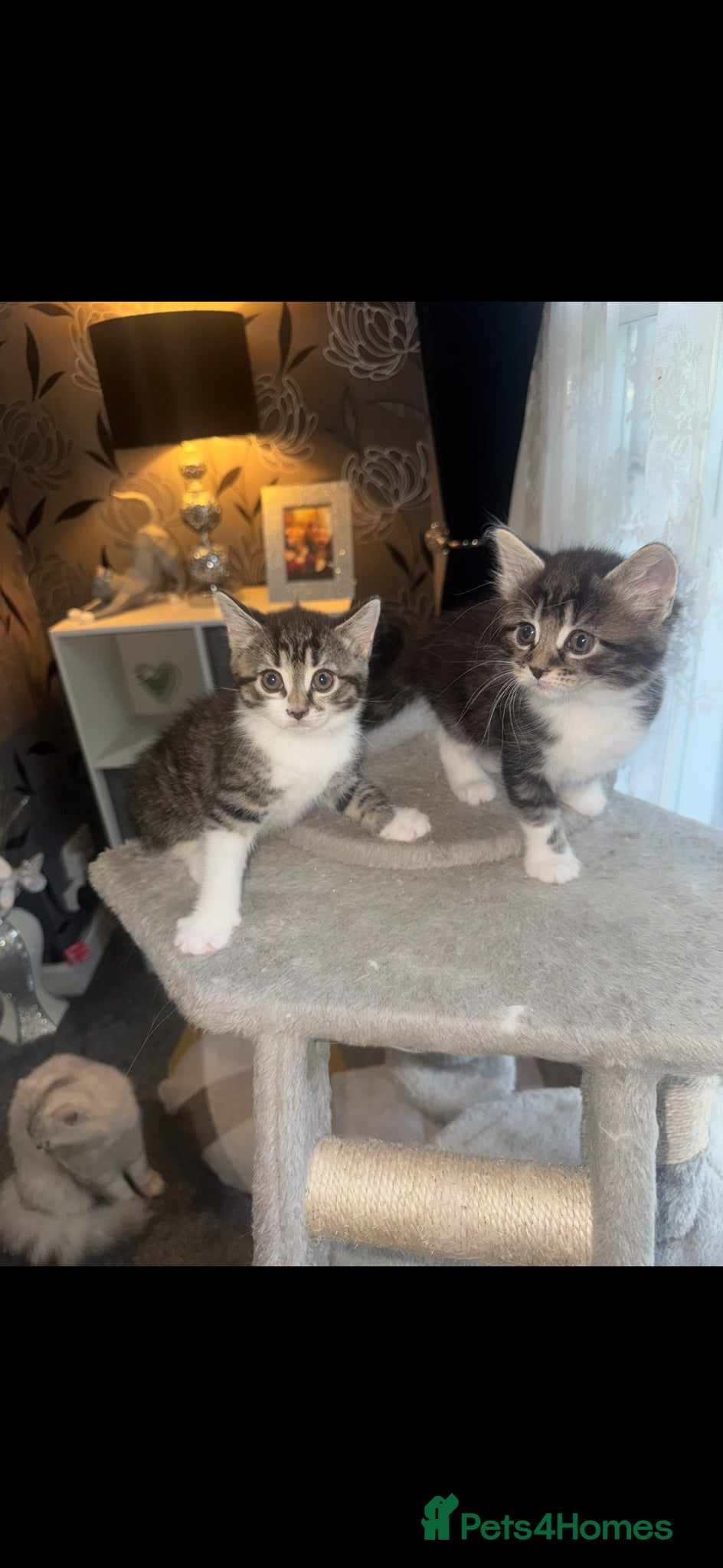 Mixed Breed cats for sale: 6 beautiful chunky kittens  - Advert 17