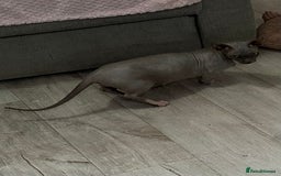 Sphynx cats for sale: Bambino blue girl  - Image 4