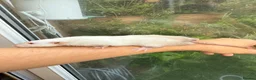 Rat rodents for sale: Dwarf Rats - Advert 6