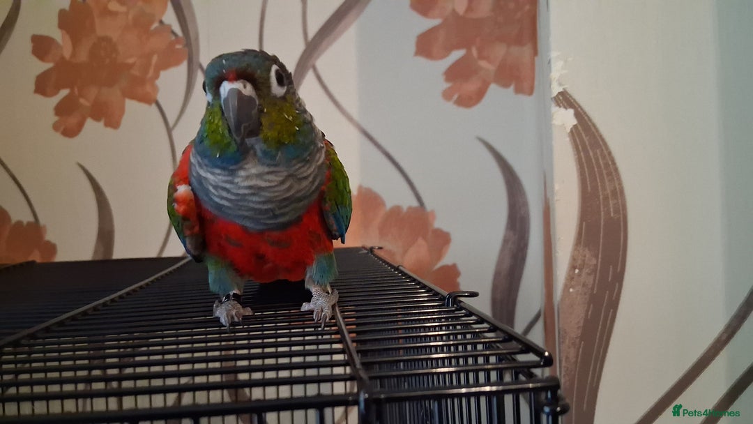 Conures birds for sale: Red Bellied Conure - Image 2