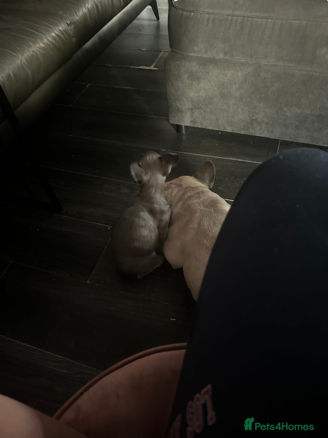 French Bulldog dogs for sale: Little girl looking for her own family 🏡❤️ - Advert 8