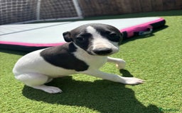 Whippet dogs for sale: One girl left ready to leave  - Image 7