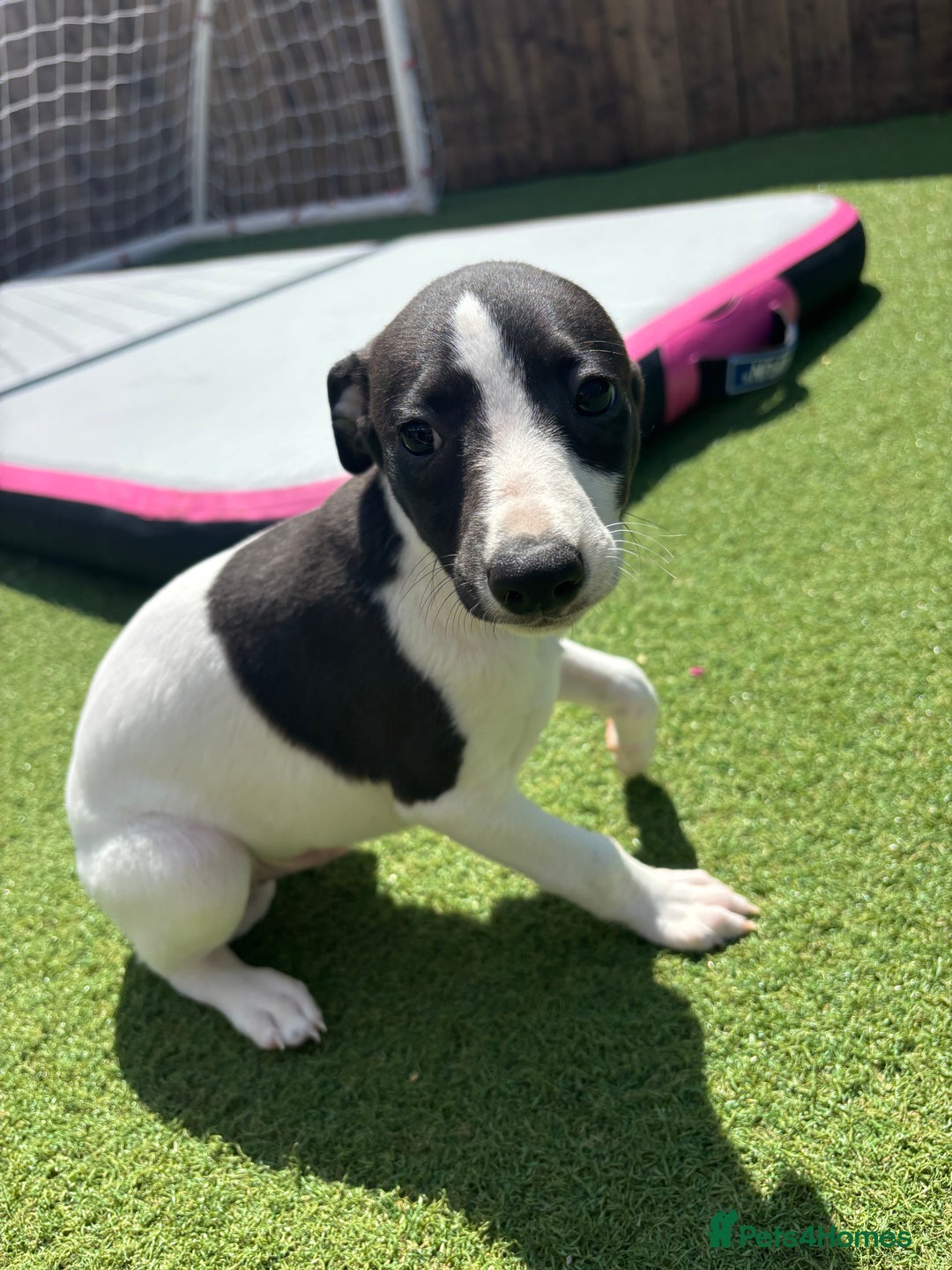 Whippet dogs for sale: One girl left ready to leave  - Image 7