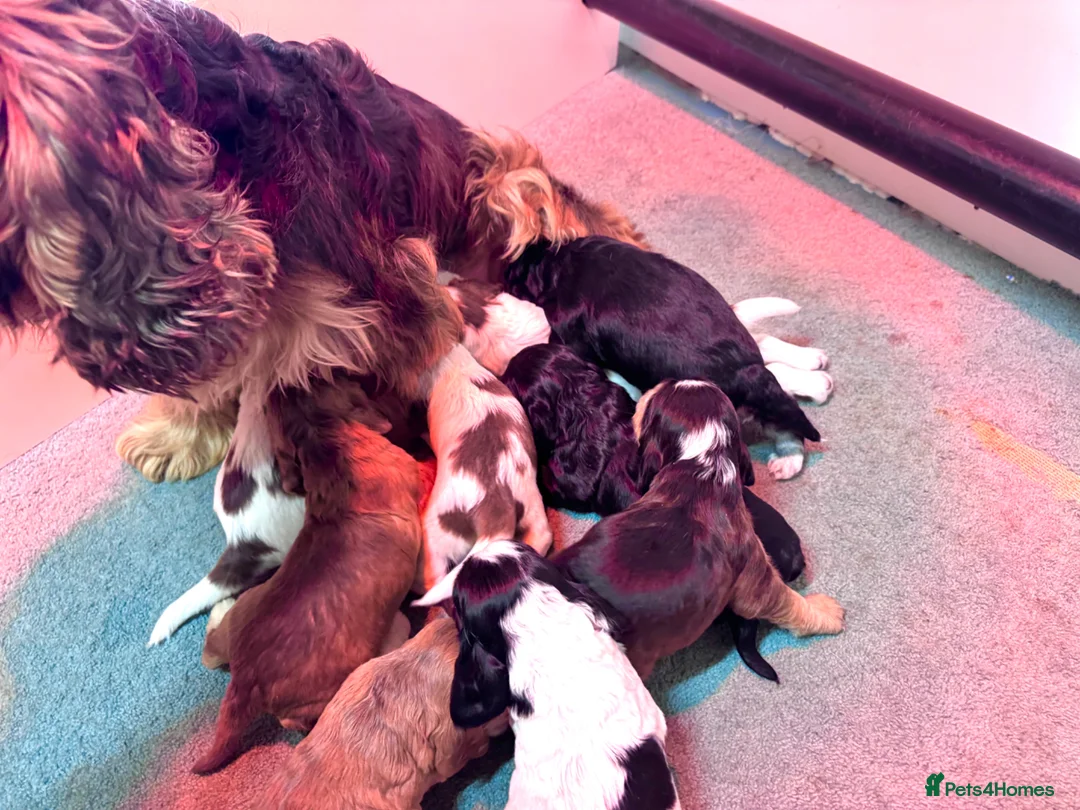 Cocker Spaniel dogs for sale: KC Registered Show Cocker Spaniel Babies 🐾🐾🐾 - Advert 23