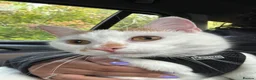 Mixed Breed cats for sale: 2 year old Chai for adoption - Advert 6
