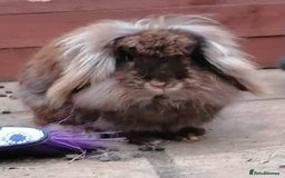 Mini Lion Lop rabbits for sale: Adoption Meet Tazer Mini Lop - Image 1
