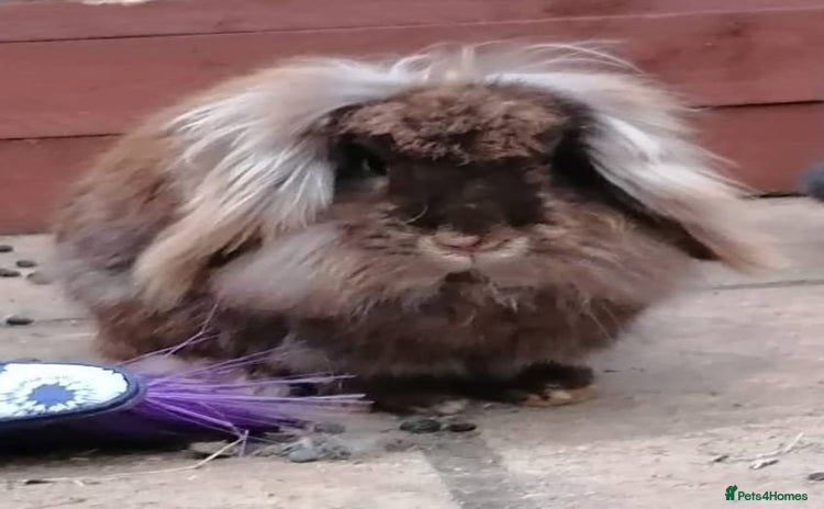 Mini Lion Lop rabbits - Advert 1