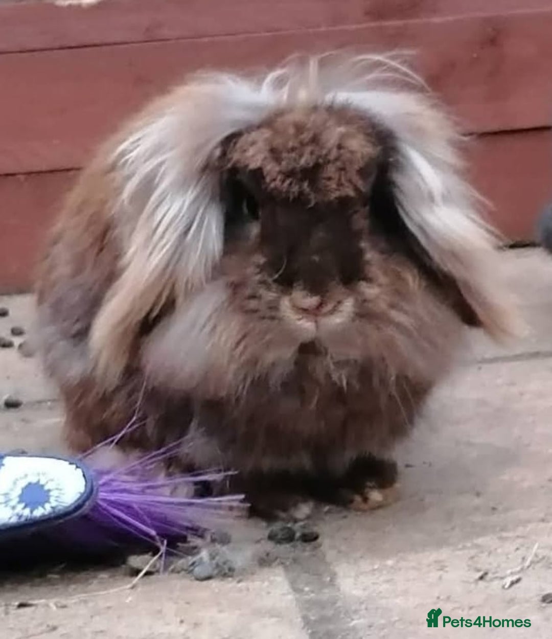 Mini Lion Lop rabbits for sale: Adoption Meet Tazer Mini Lop - Image 1