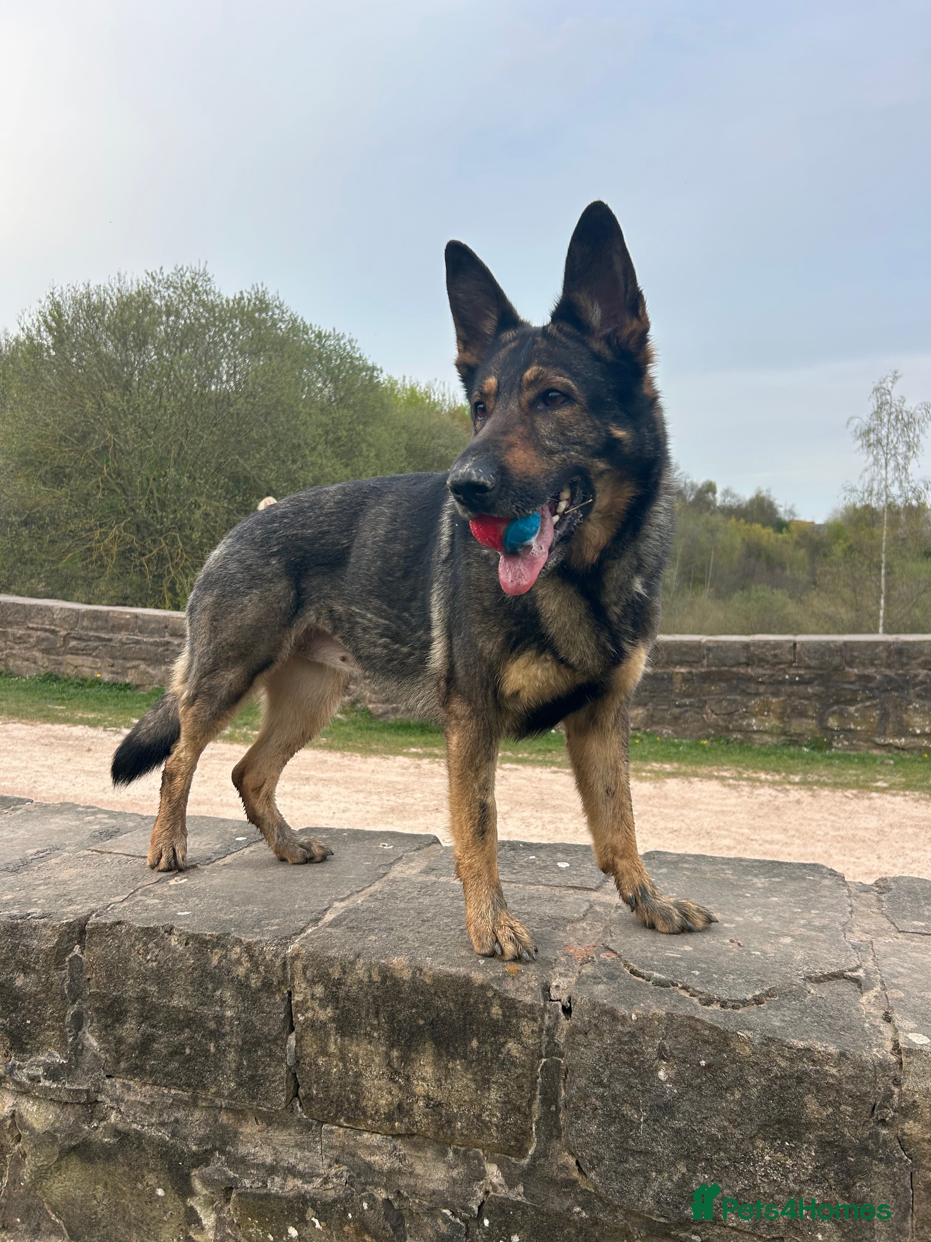 German Shepherd dogs 5 year old - working line German shepherd  - Advert 11