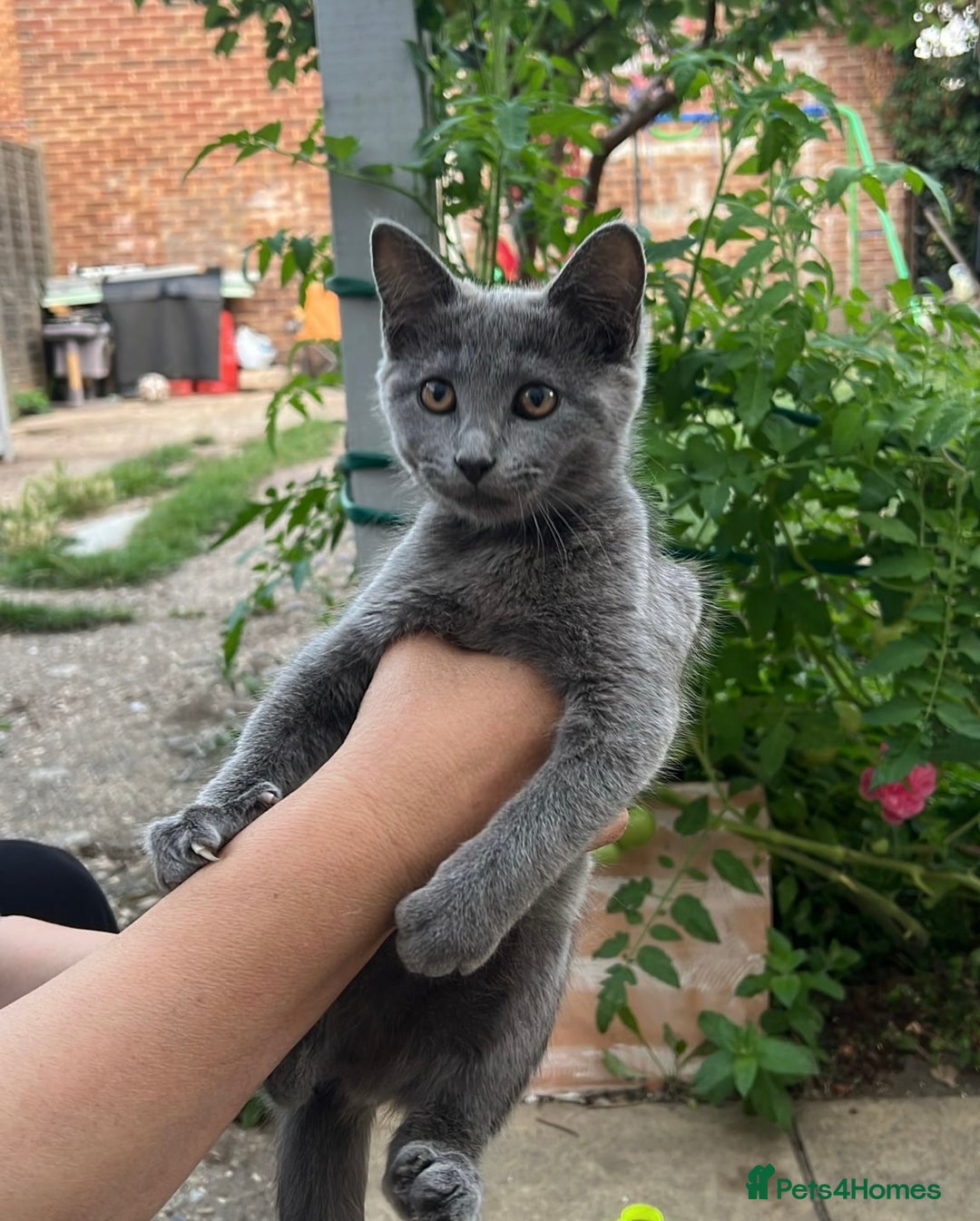 Ragdoll cats for sale: Last Ragdoll kitten SALE !!!!! - Image 2