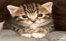 Mixed Breed cats for sale: Amazing, beautiful girl looking for home💕💕 - Image 3