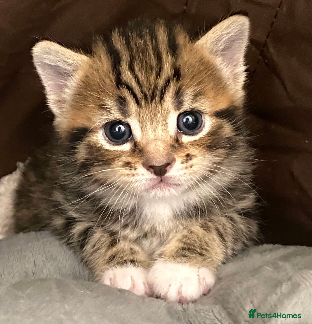 Mixed Breed cats for sale: Amazing, beautiful girl looking for home💕💕 - Image 3