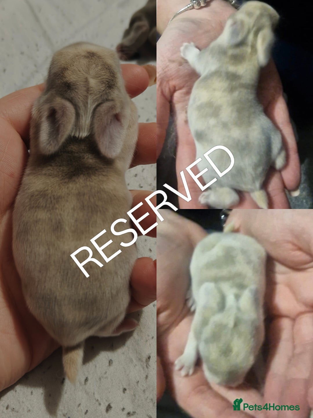 Mini Lion Lop rabbits for sale: Two beautiful healthy Mini Lops x Lion head babies - Advert 5