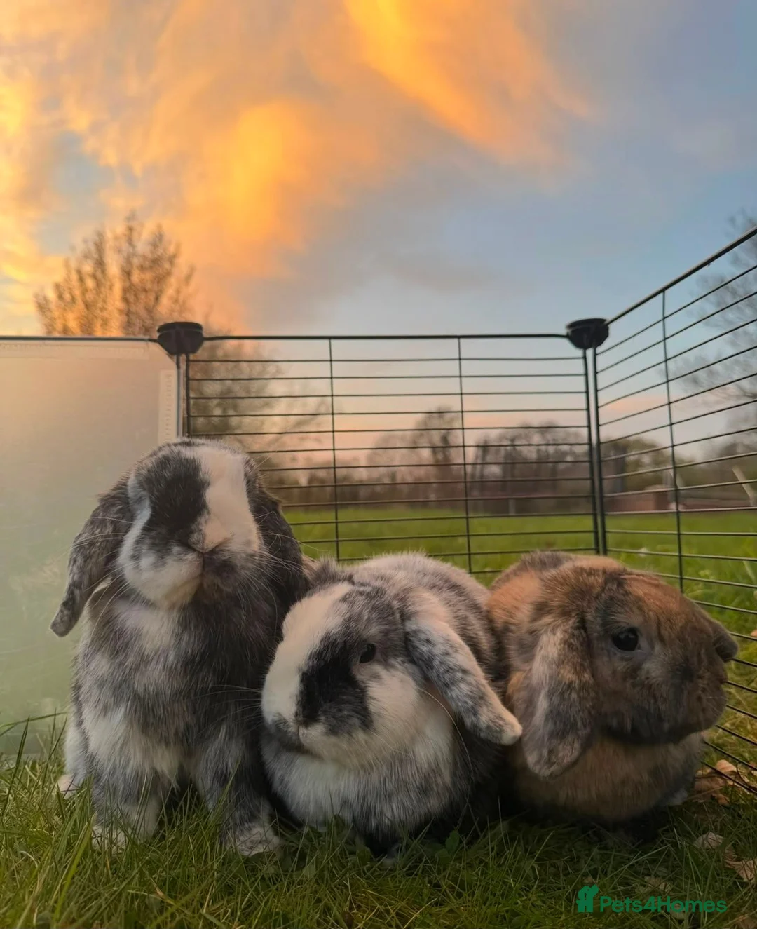 Dwarf Lop rabbits for sale: 3 Bonded Male Rabbits Need a Good Home - Advert 1