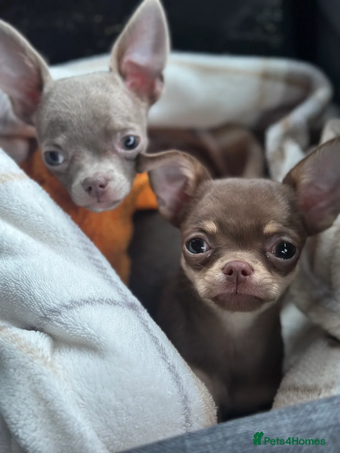 Chihuahua dogs for sale: Chihuahua puppies in Ilkeston - Advert 1
