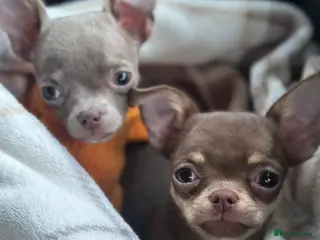 Chihuahua dogs Chihuahua puppies - Advert 7