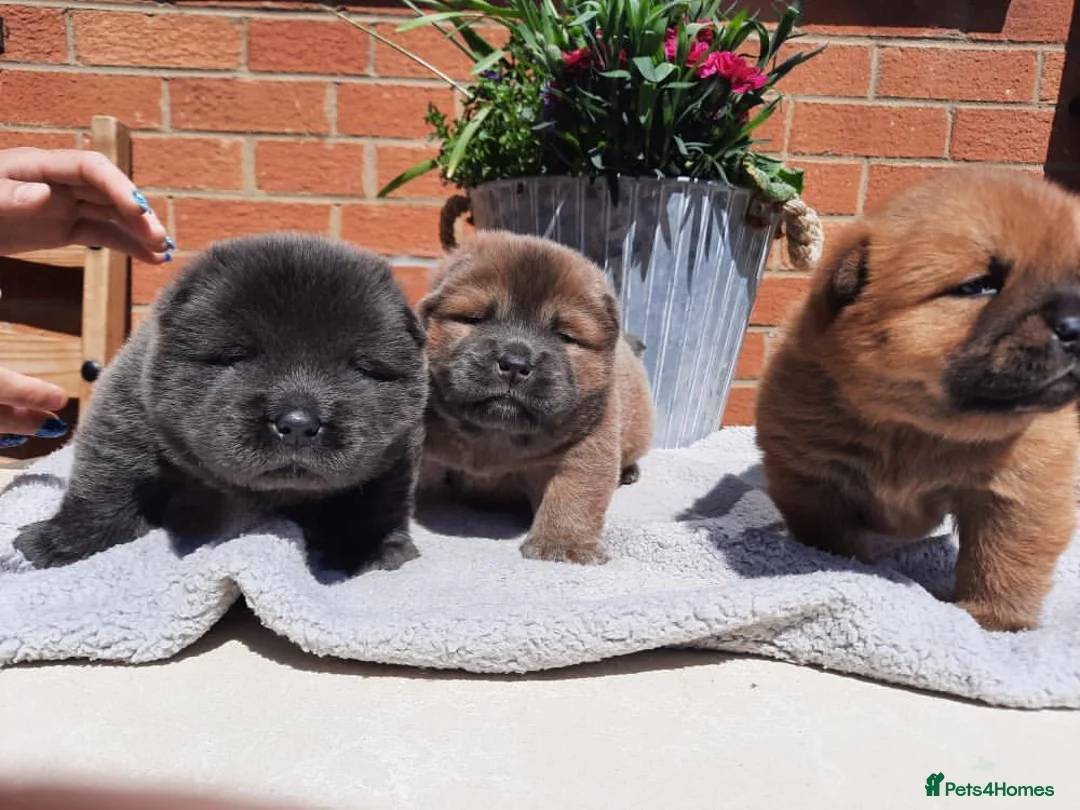 Chow Chow dogs for stud: *HOGAN*THICK RED RUSSIAN CHAMPION very well proven in Cheltenham - Advert 13